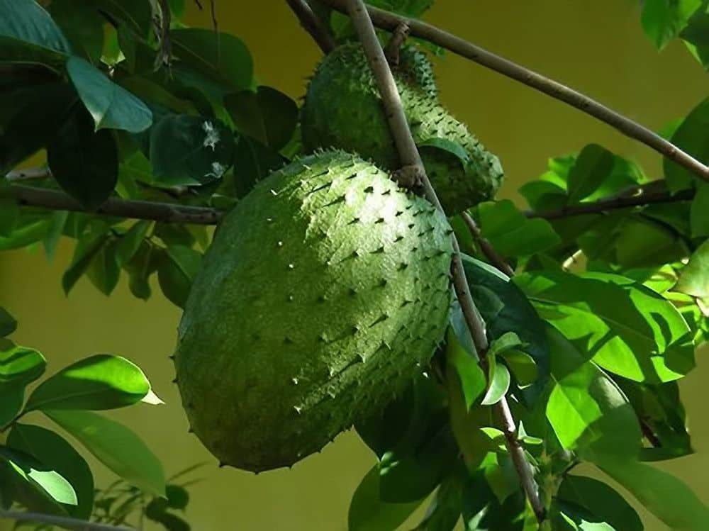 Soursop - a strange looking fruit